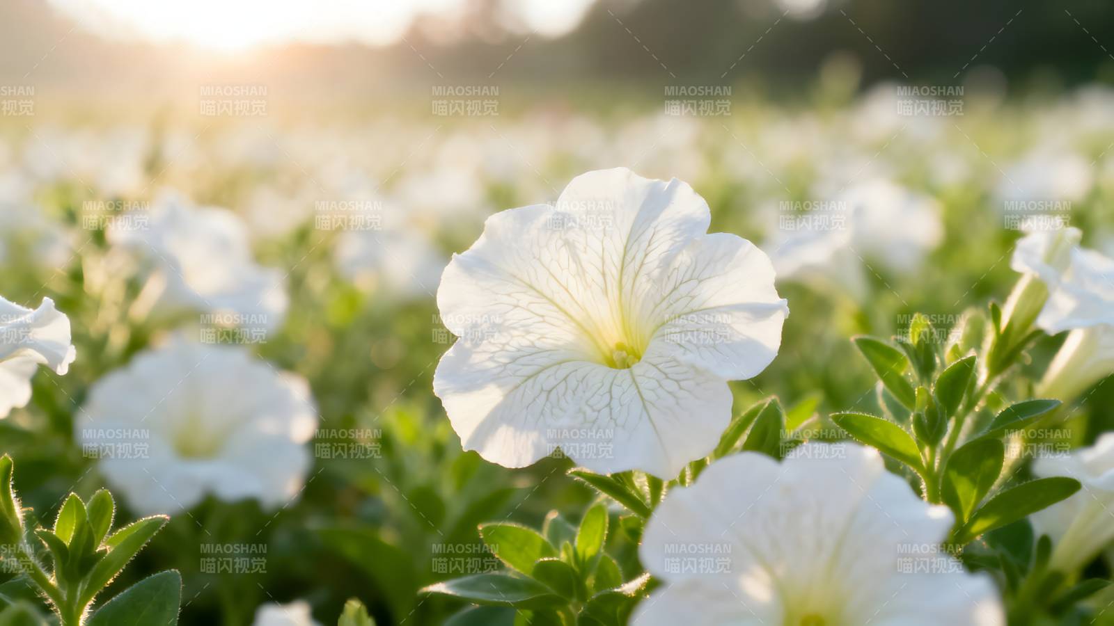 白花盛开的田野图片