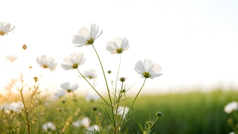 白花随风轻舞图片