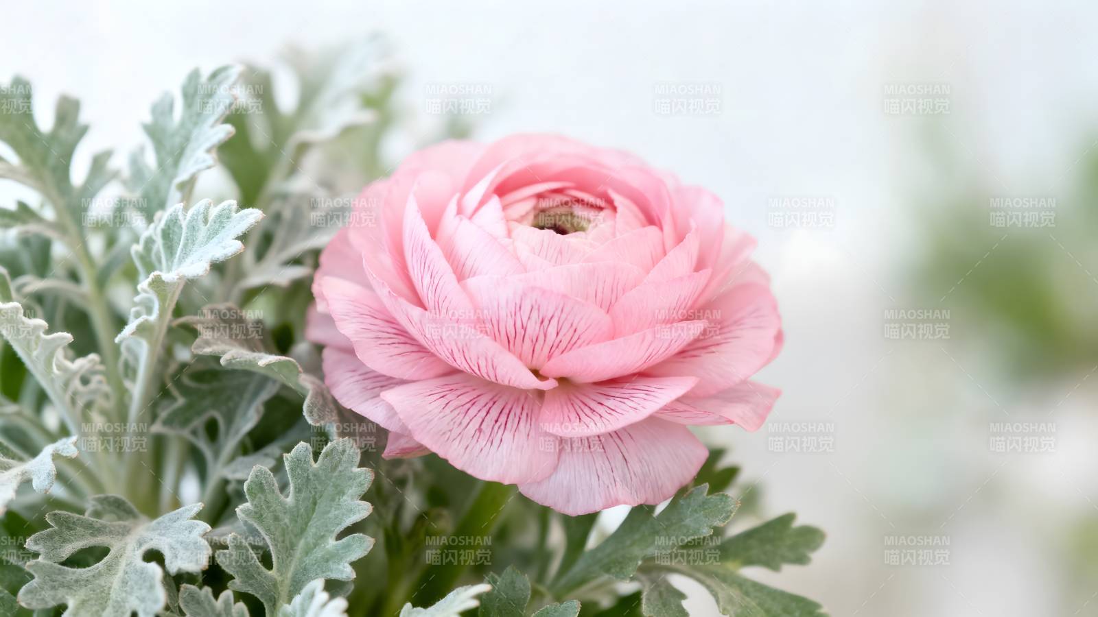 粉花绿叶静谧美图片