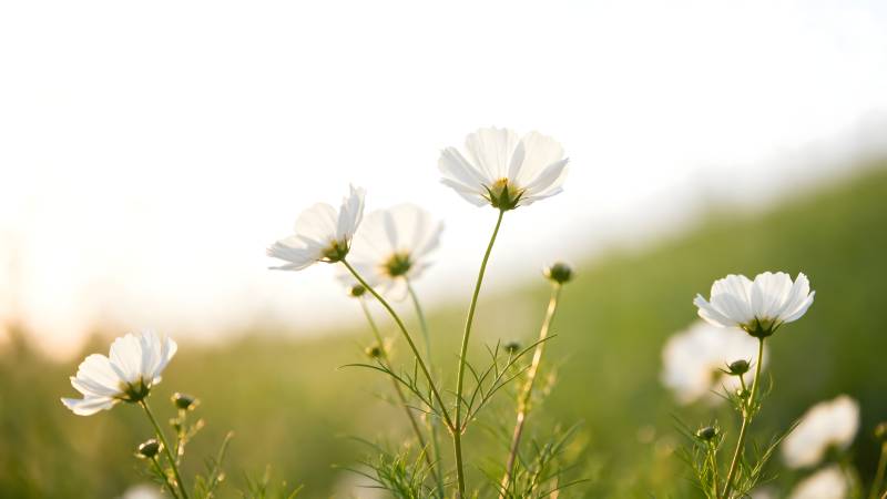 白花随风摇曳图片