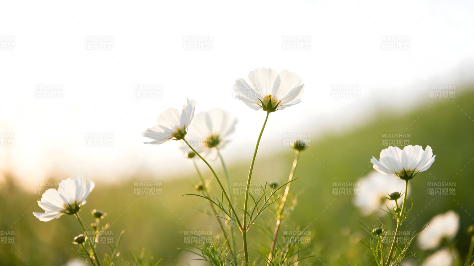 白花随风摇曳图片