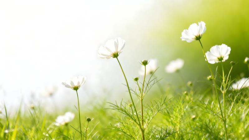 春日野花绽放图片