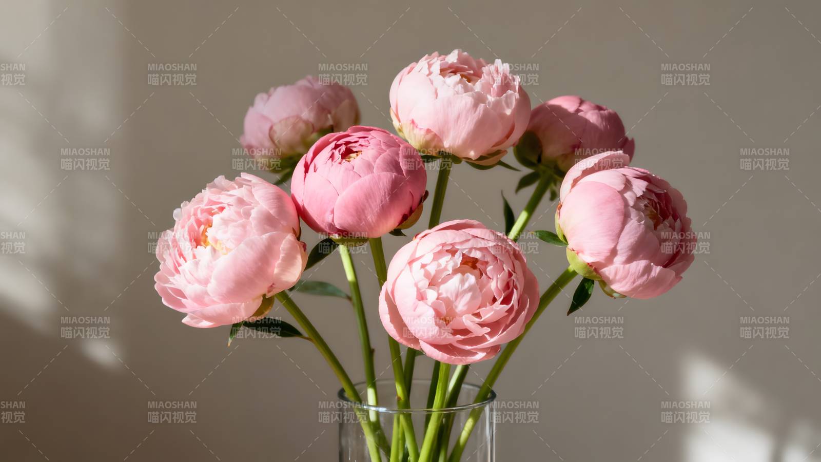 粉嫩牡丹静谧绽放图片