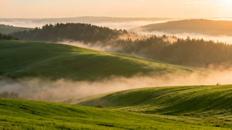 晨雾绿野图片
