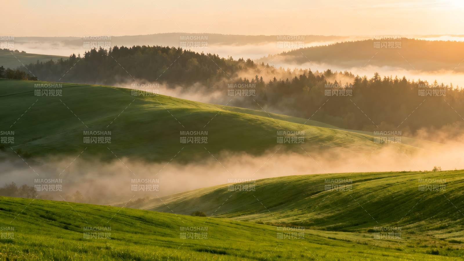 晨雾绿野图片