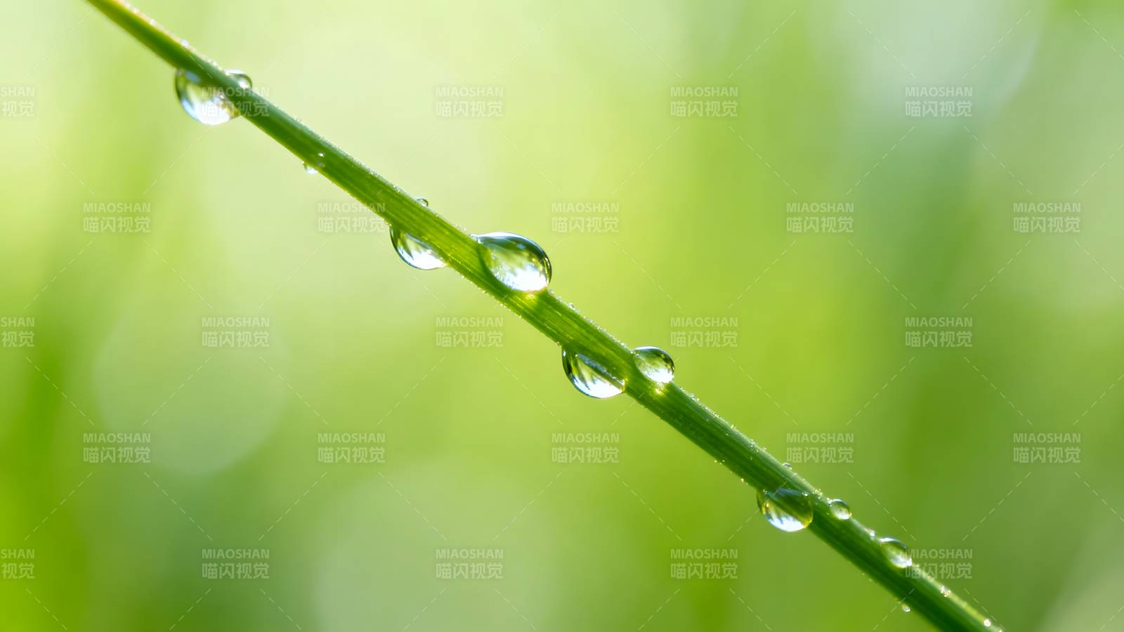 露珠草叶上图片