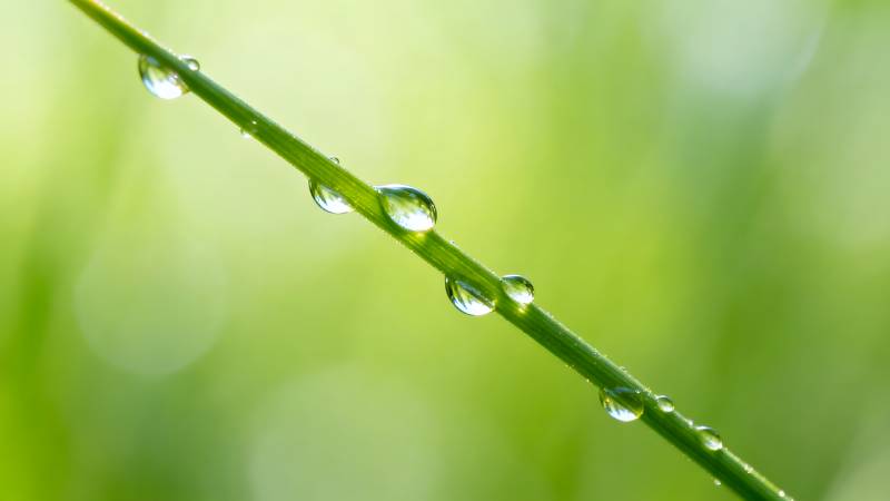 露珠草叶上图片