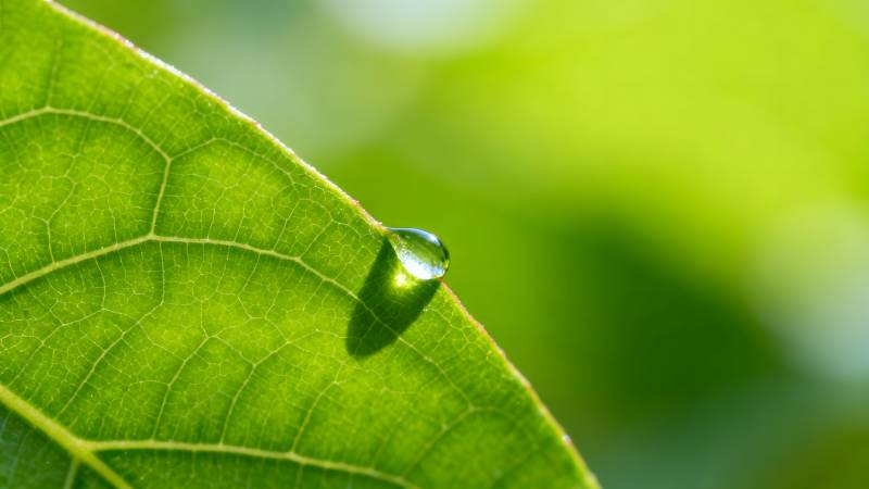 叶尖露珠晶莹图片