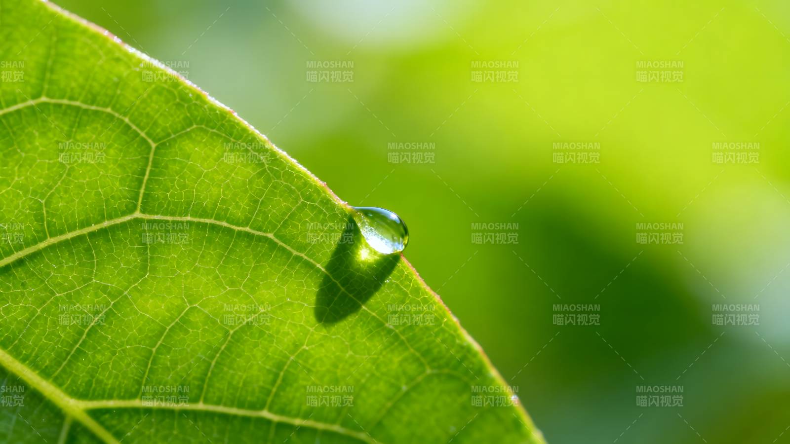 叶尖露珠晶莹图片