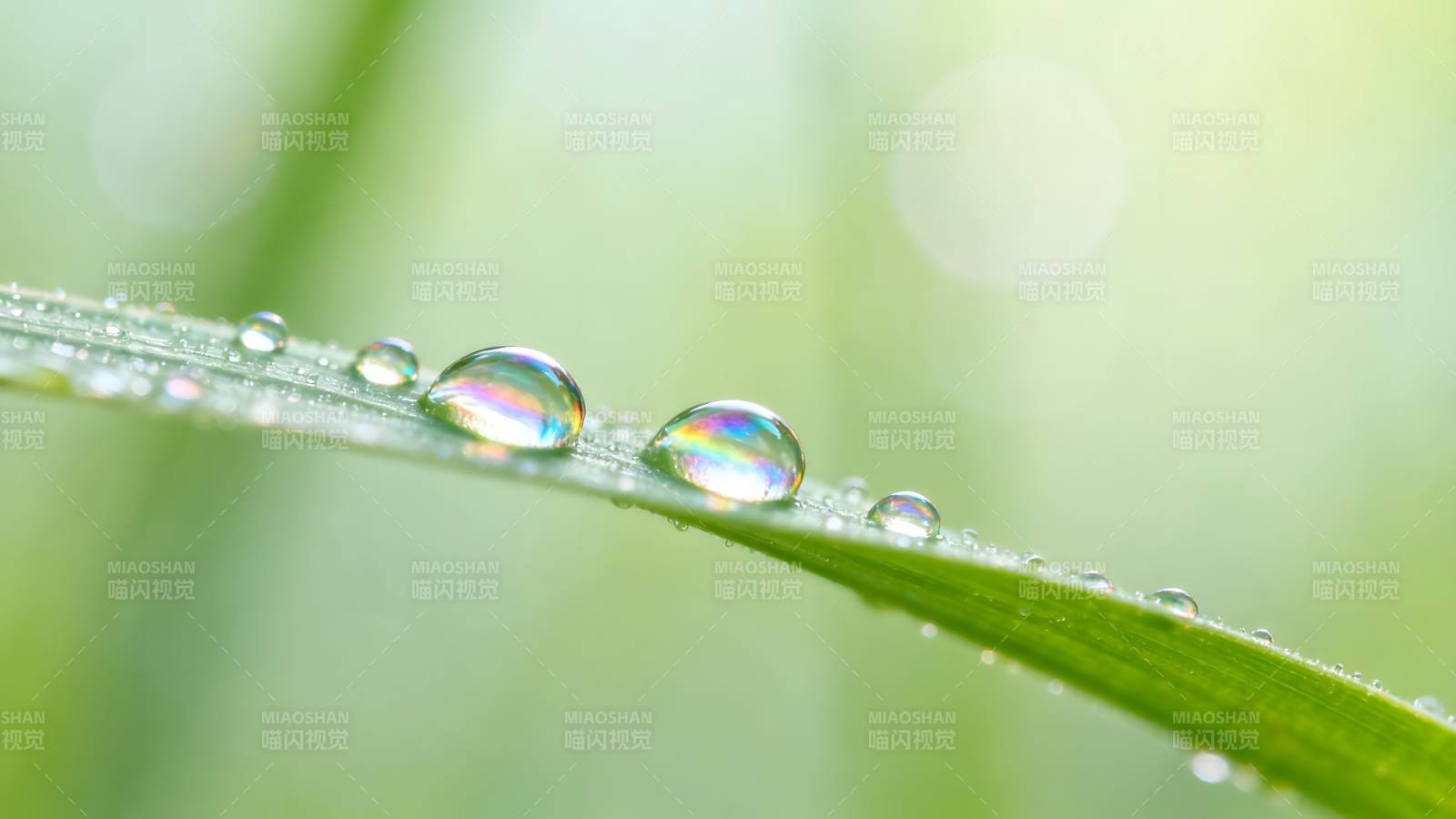 露珠映彩光图片