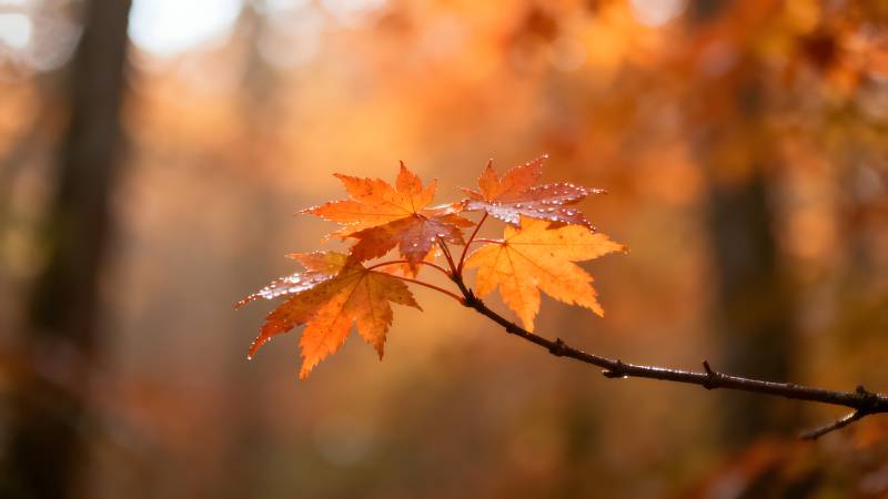 秋叶映林光图片