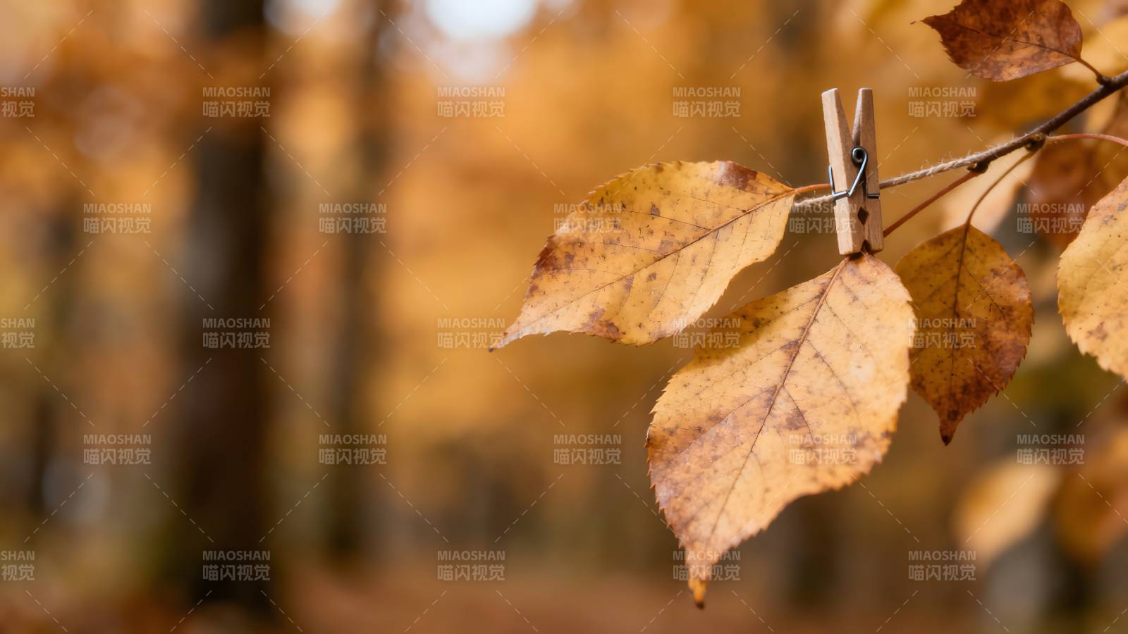秋叶夹枝头图片