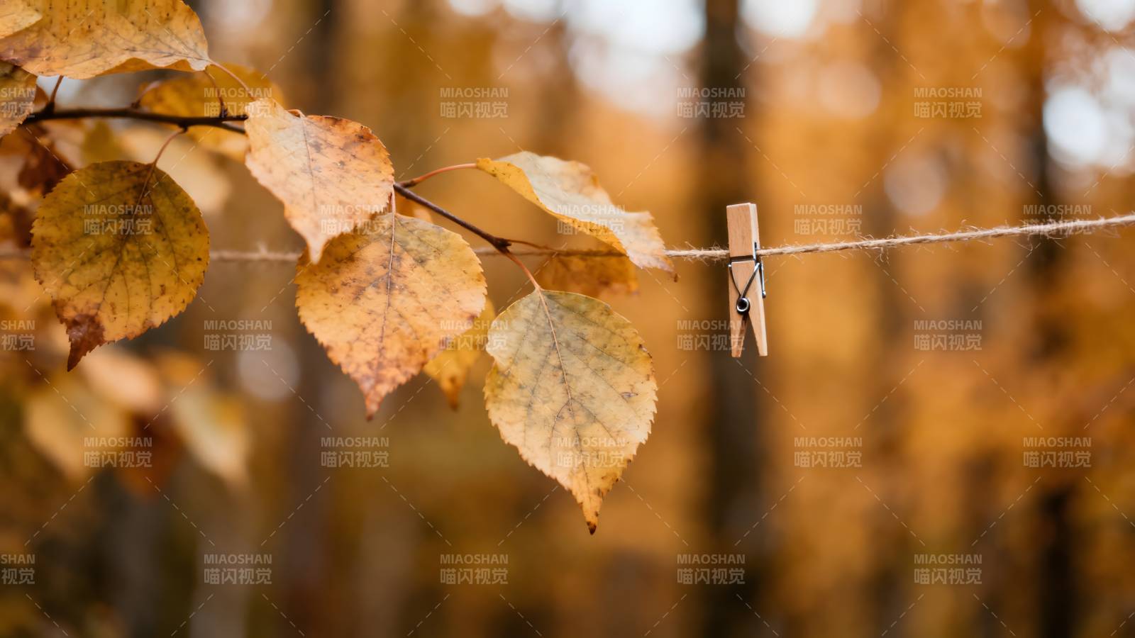 秋叶挂绳 衣夹相伴图片