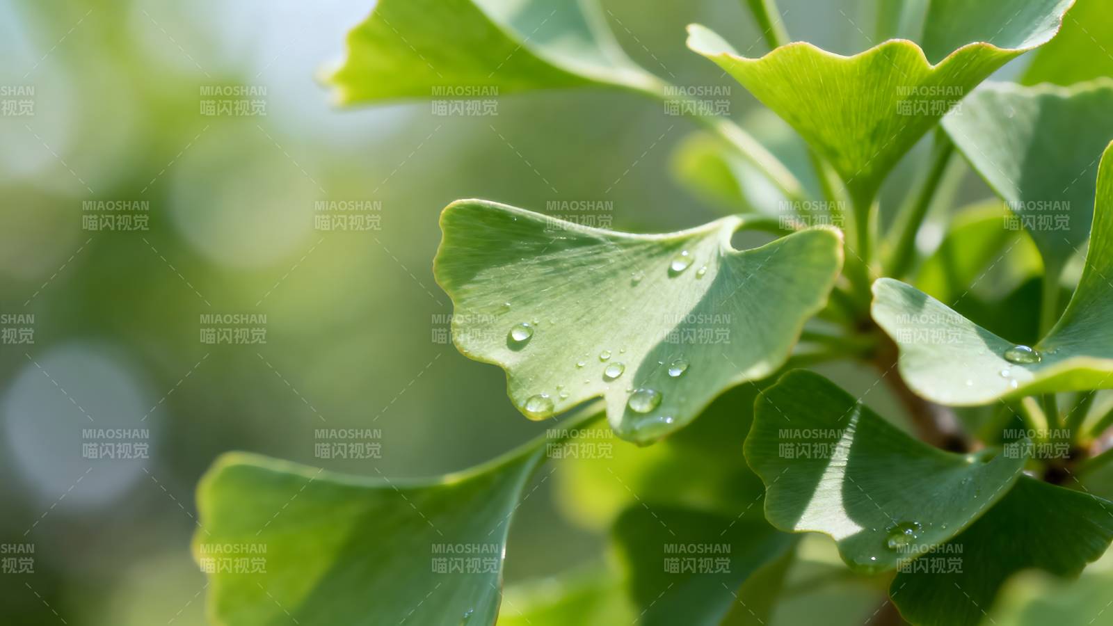银杏叶上的露珠图片