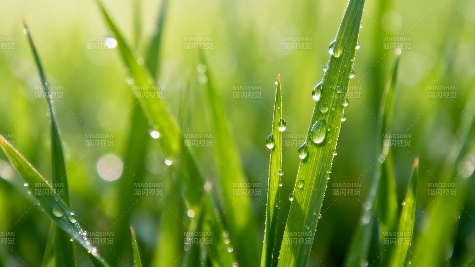 露珠草叶 清新自然图片