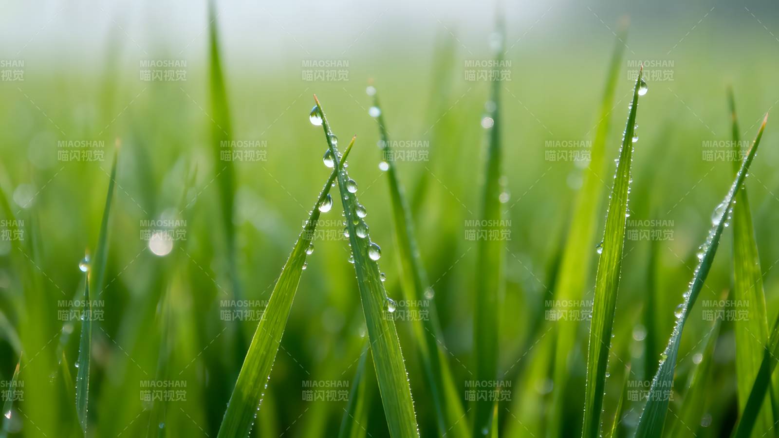 晨露绿草图片