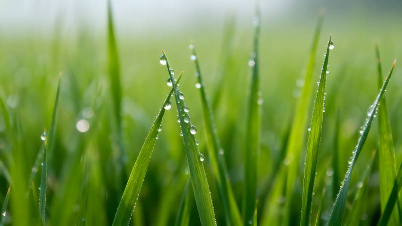 晨露绿草图片