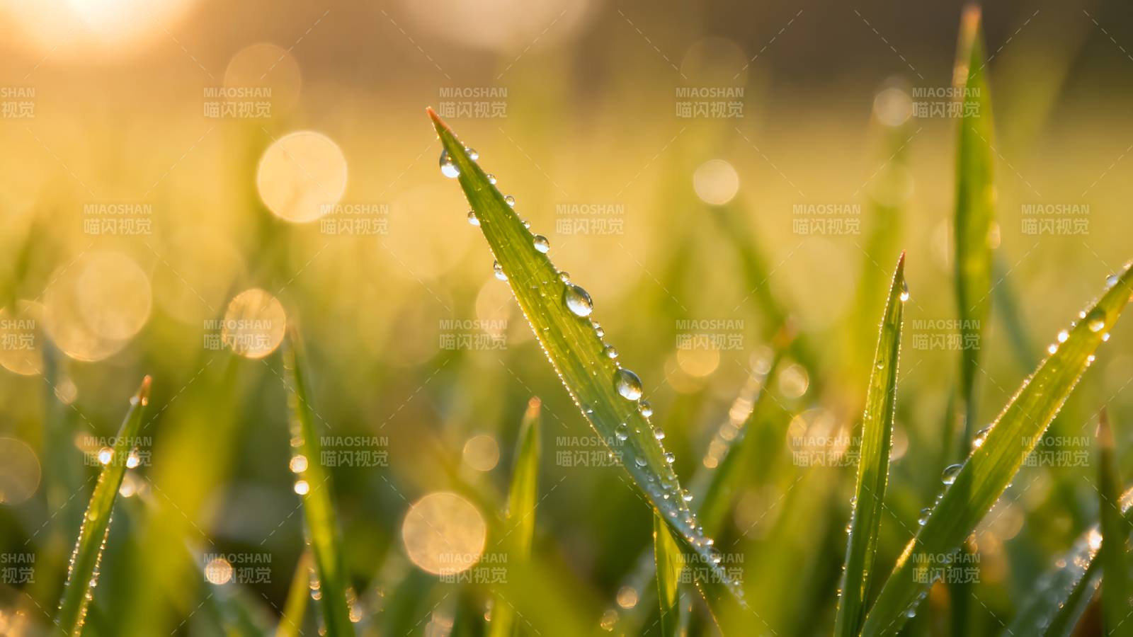 晨露草尖 光影斑驳图片