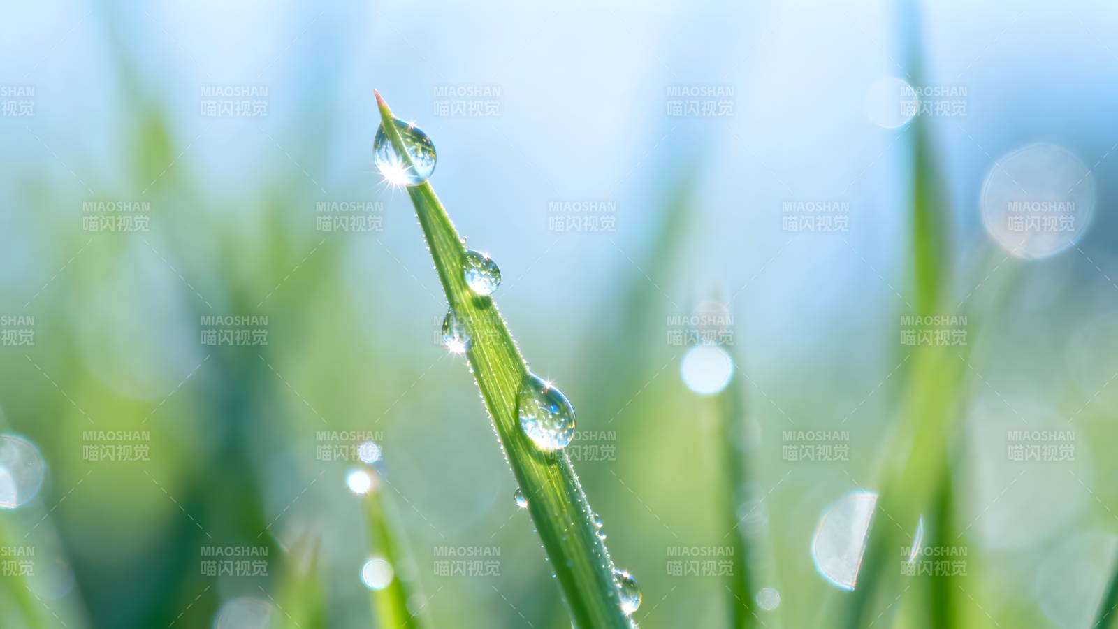 晨露晶莹草尖上图片