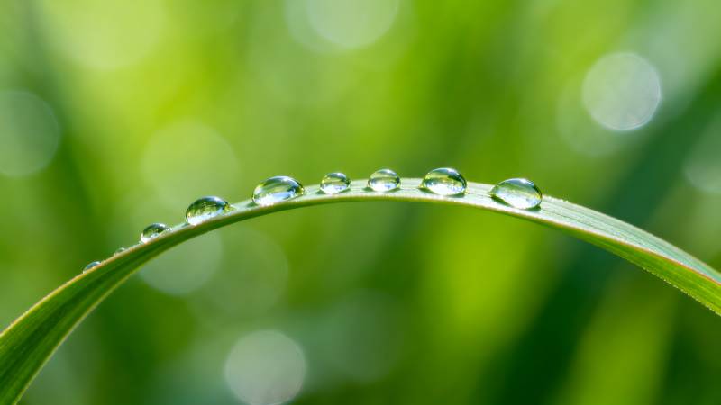 露珠草叶上图片