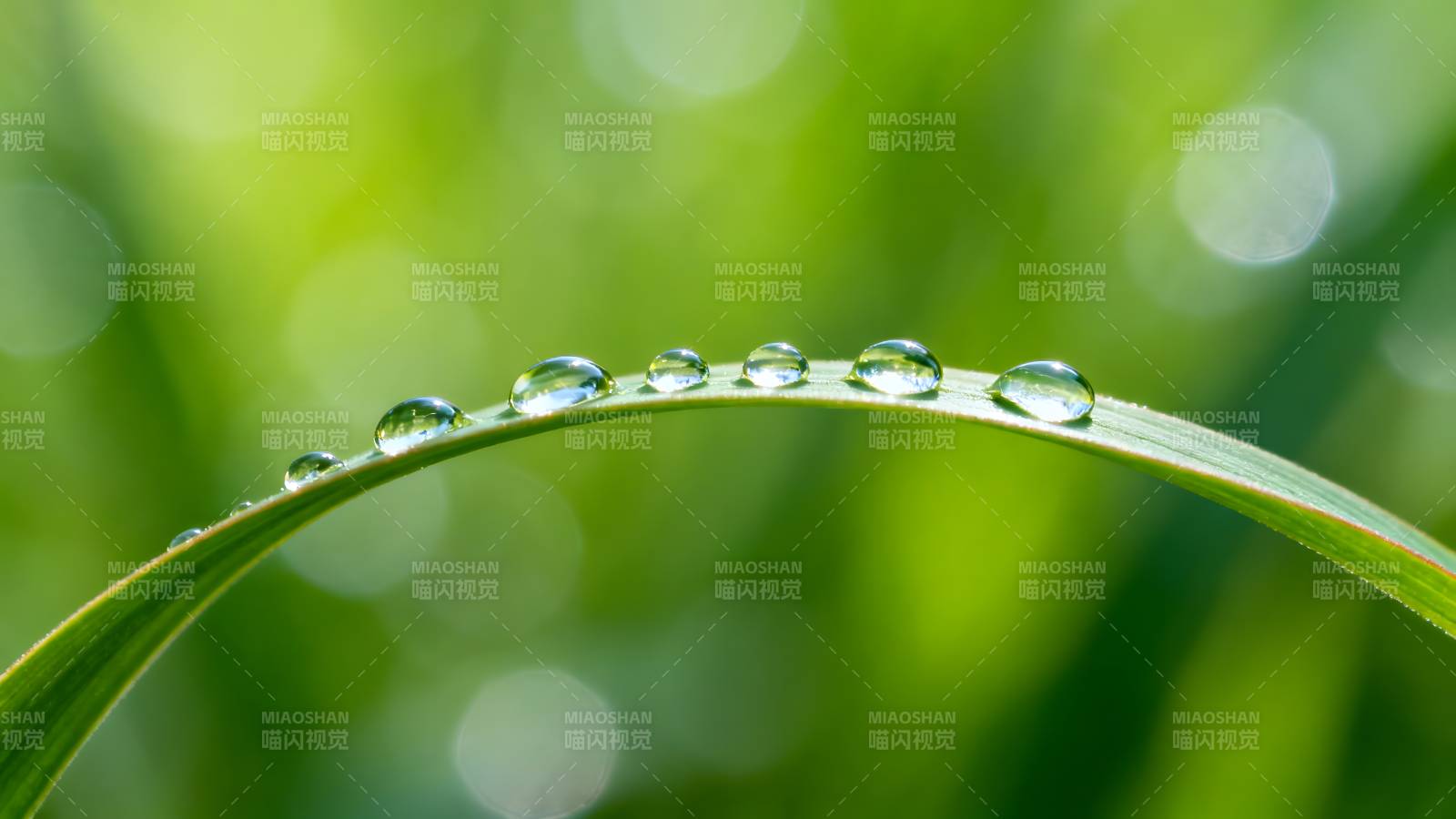 露珠草叶上图片