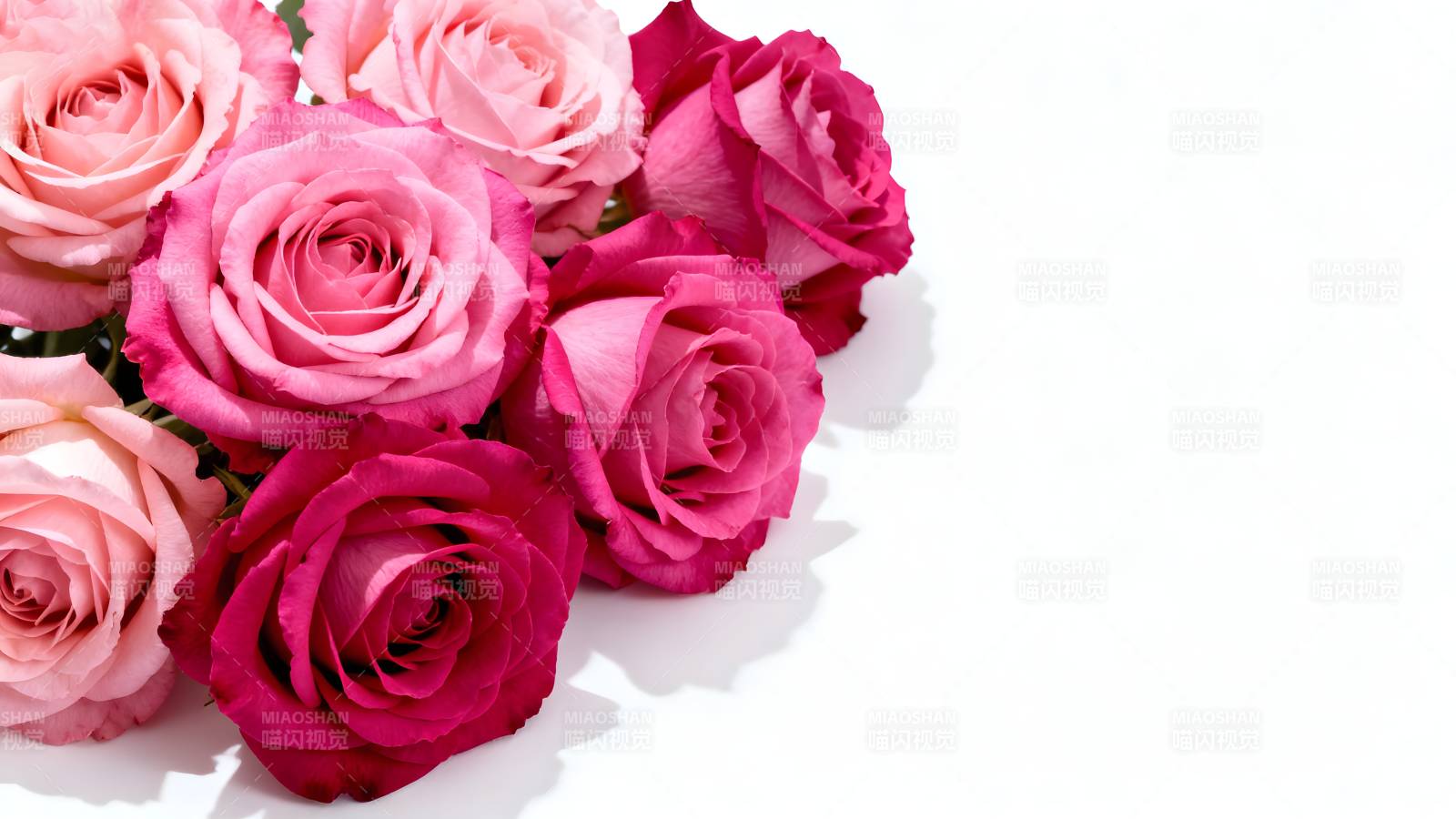 玫瑰花束绽放图片