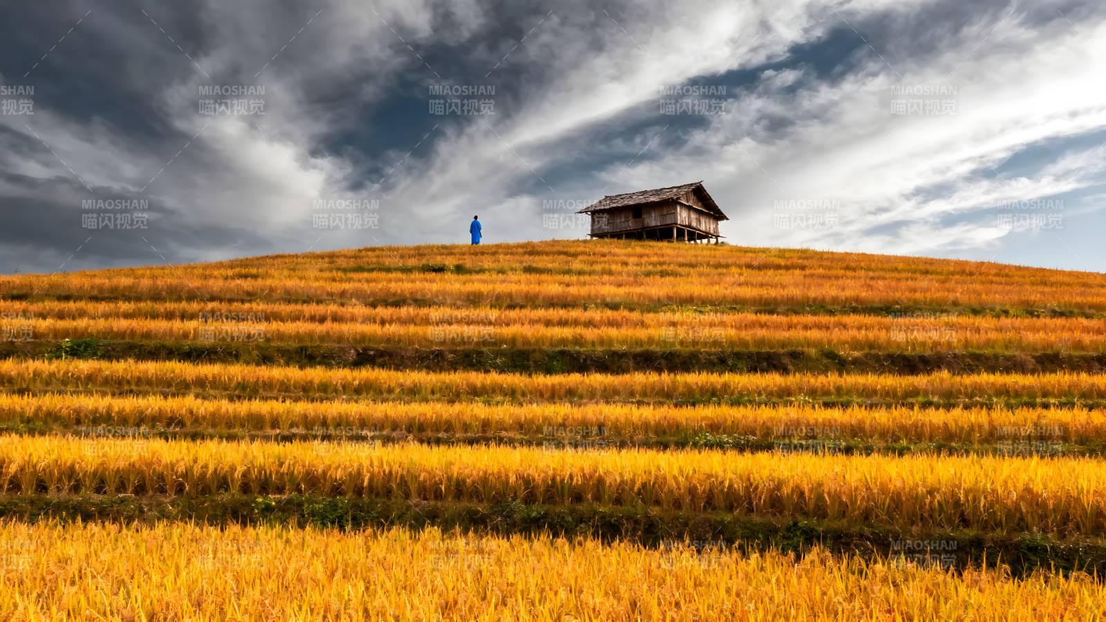 金秋梯田小屋图片