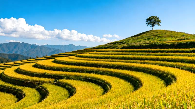 梯田金浪映蓝天图片