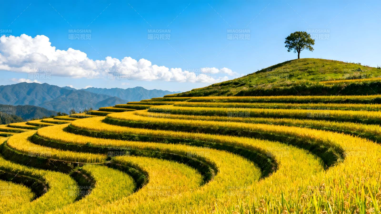 梯田金浪映蓝天图片