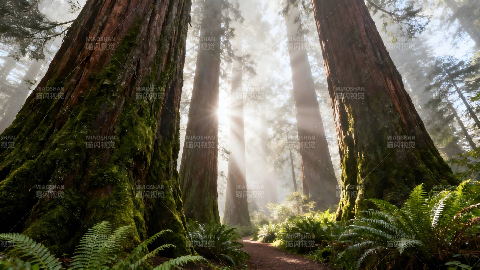 晨光中的巨木森林图片