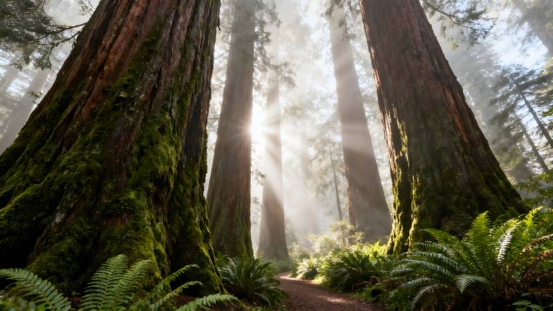 晨光中的巨木森林图片