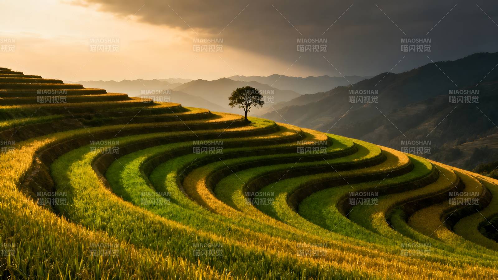 梯田晨光图片