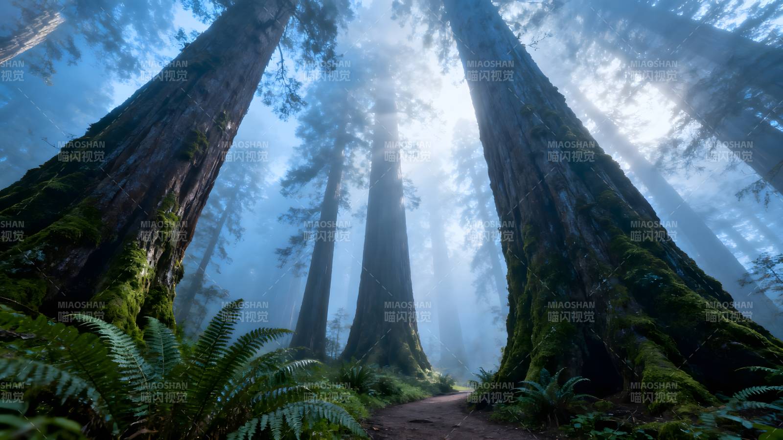 晨雾中的巨木森林图片