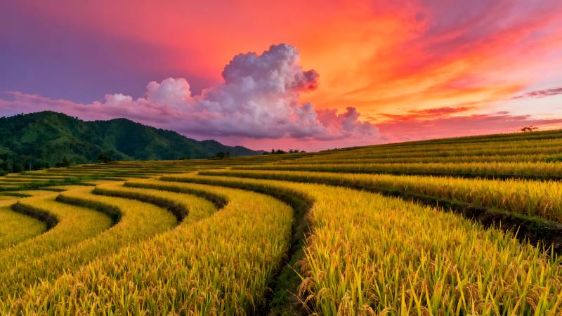 梯田日落美景图片
