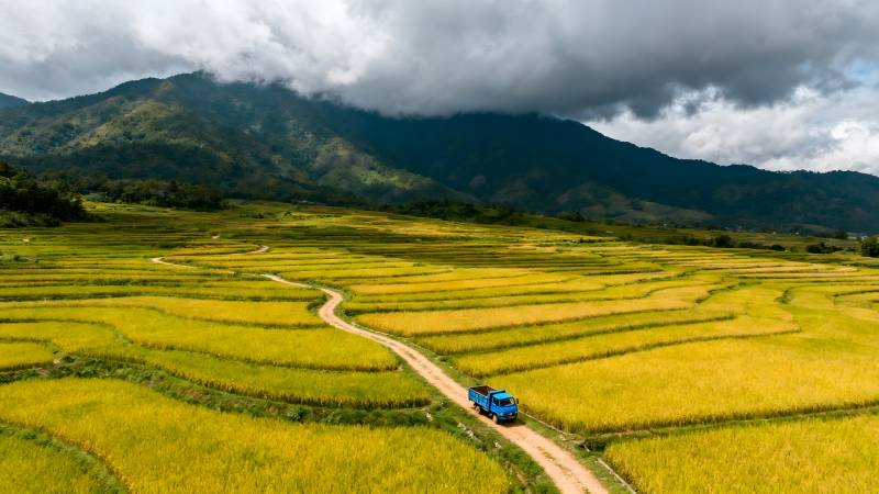 金稻田间行路远图片
