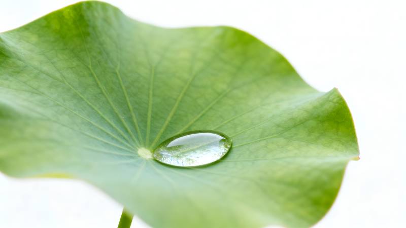 荷叶上的水珠图片
