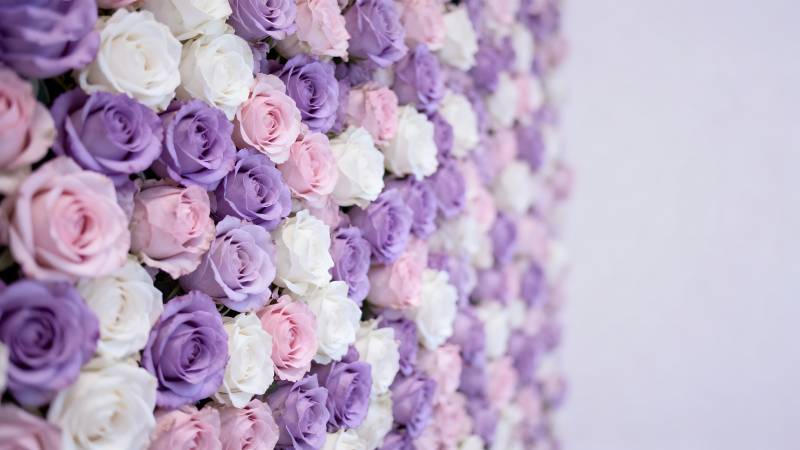 紫白玫瑰墙图片