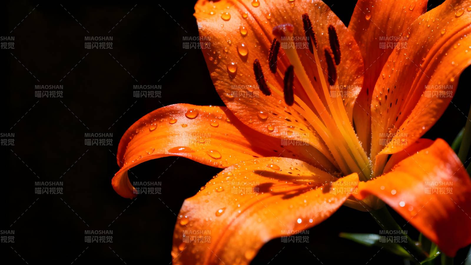 橙色百合露珠绽放图片