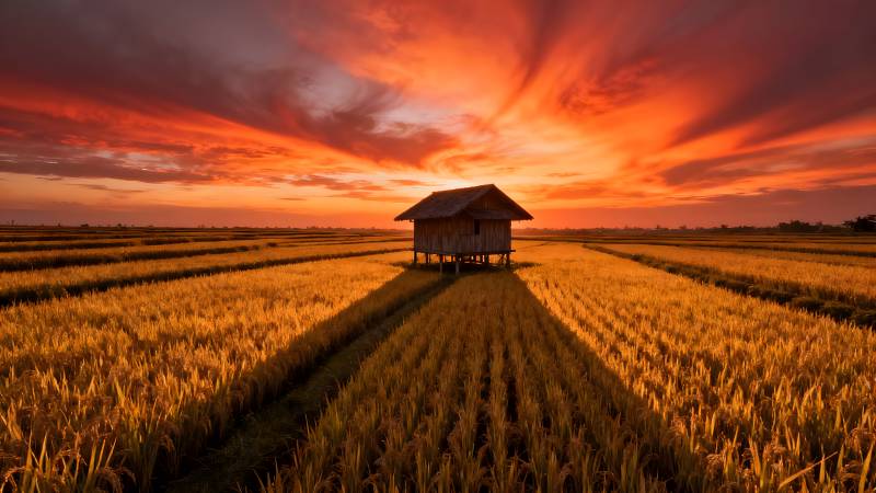 稻田夕阳小屋图片