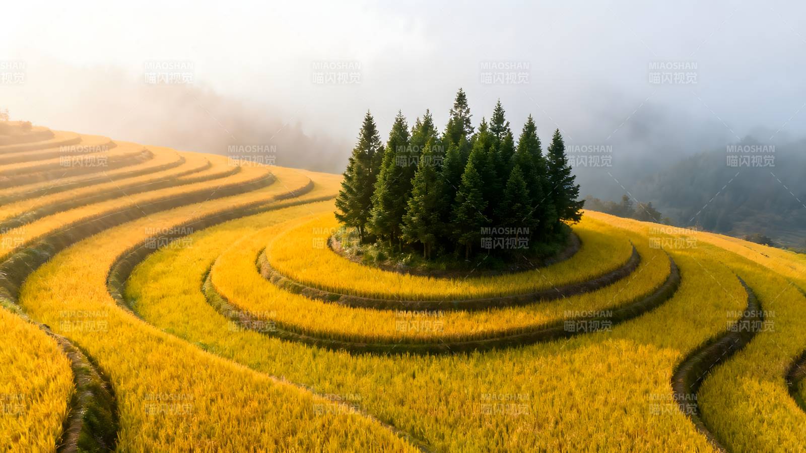 梯田晨雾绕松林图片