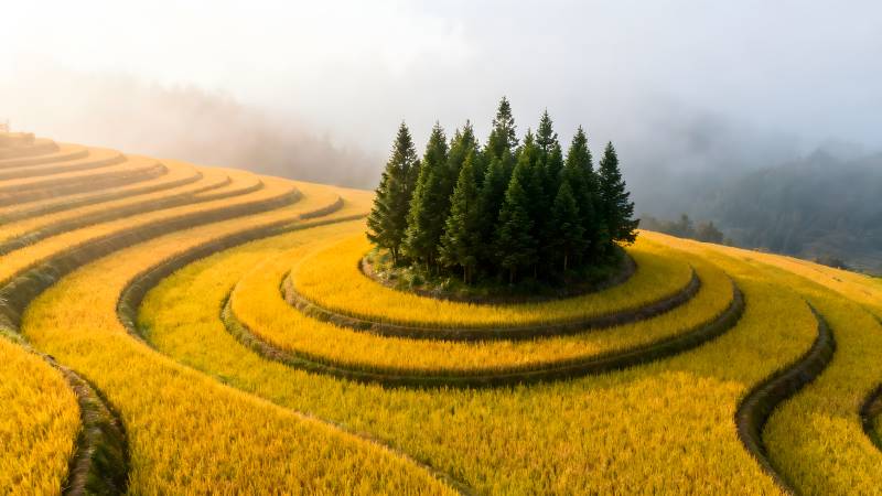 梯田晨雾绕松林图片