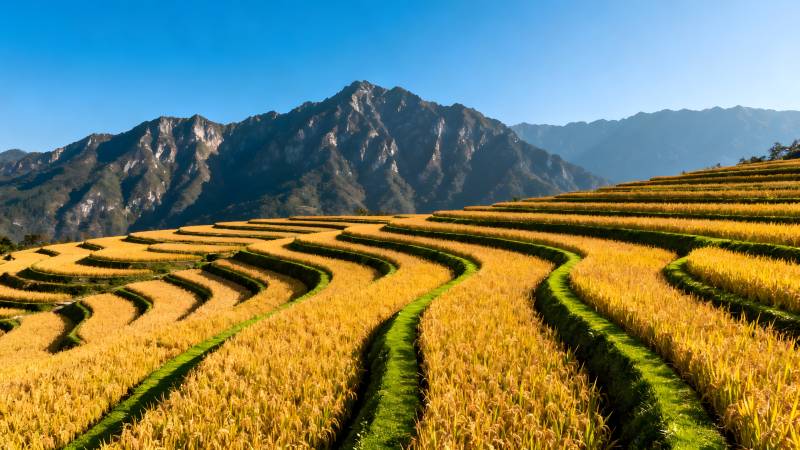 梯田金浪山峦间图片