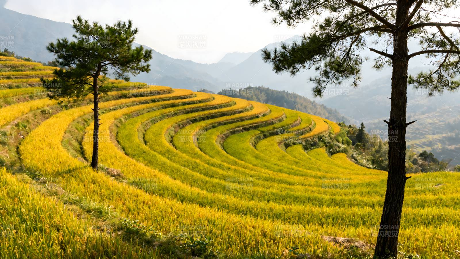 梯田金秋美景图片
