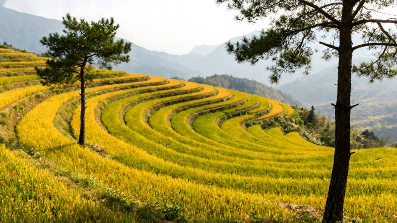 梯田金秋美景图片