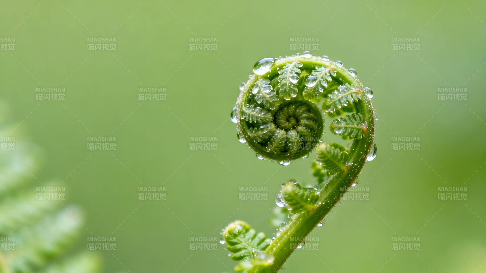 蕨叶初展露珠晶图片