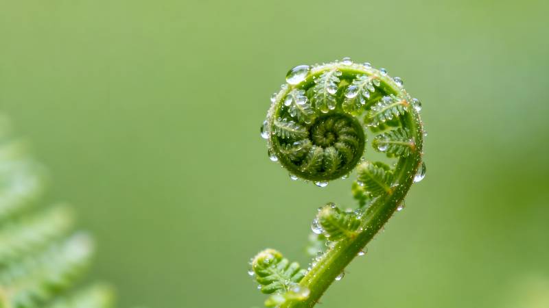 蕨叶初展露珠晶图片