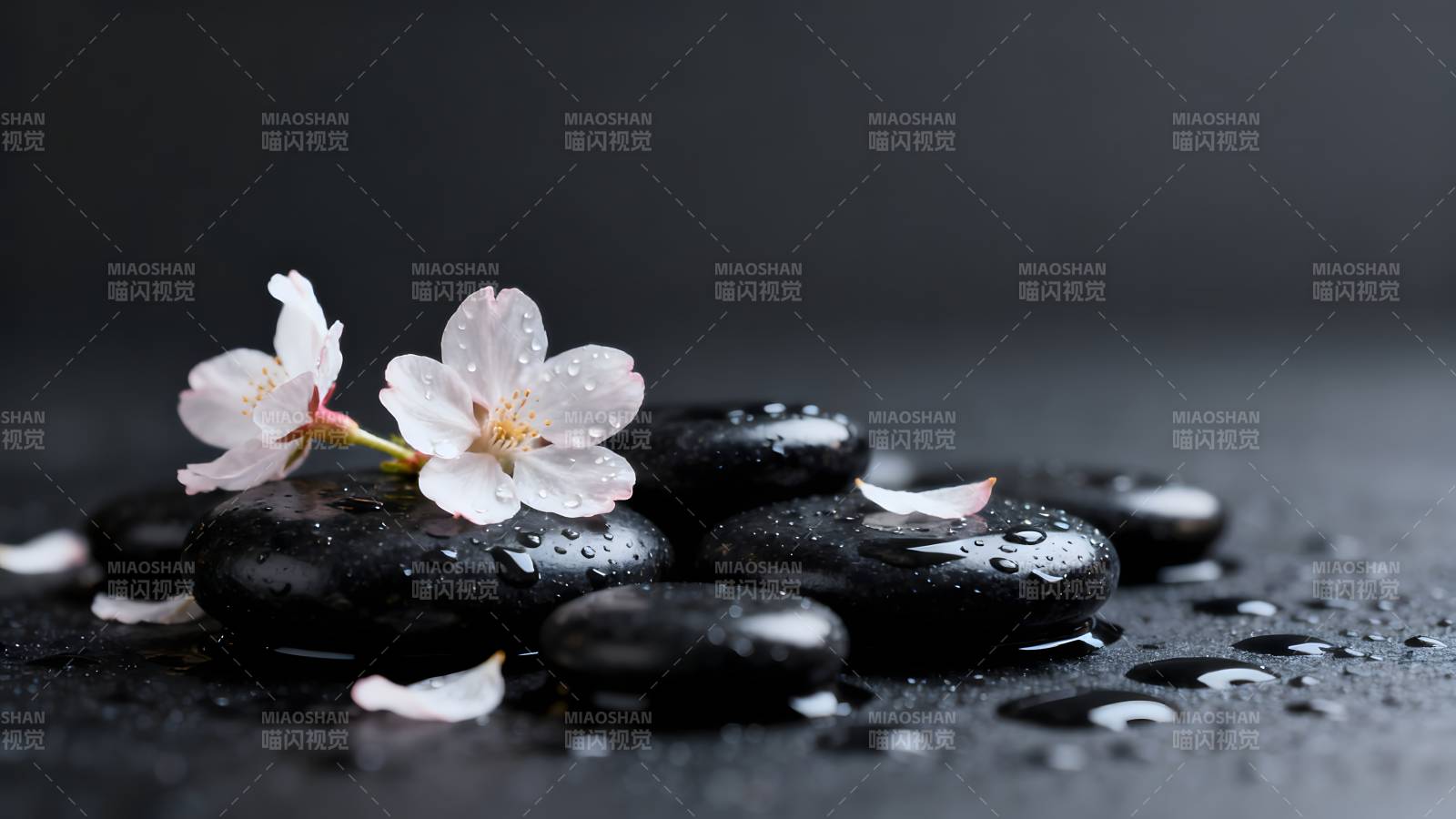 樱花石上水珠图片