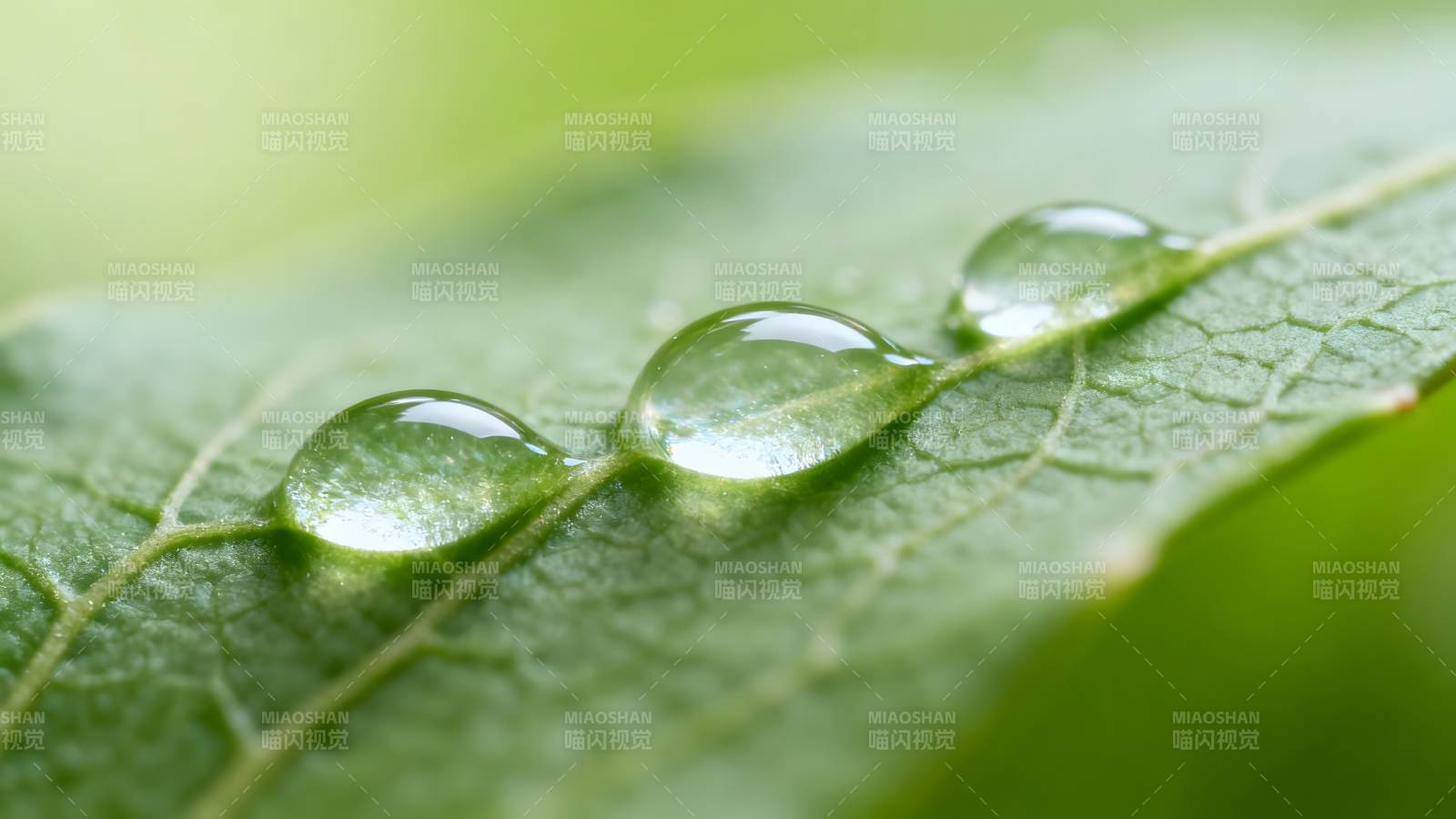 叶上露珠晶莹图片