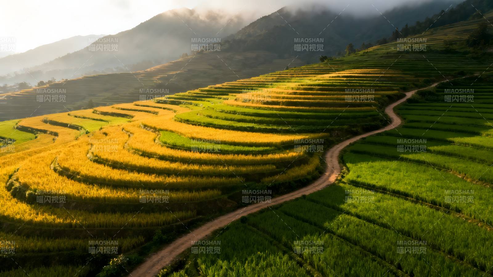 梯田晨光图片