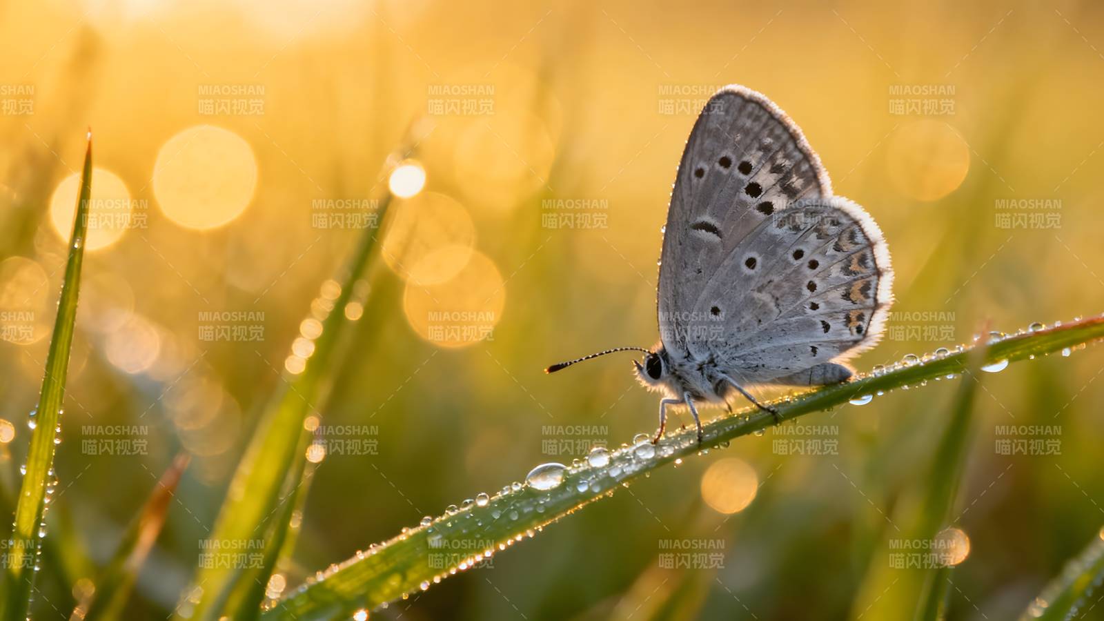 晨露蝶影图片